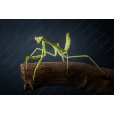 Mantis - Omomantis zebrata